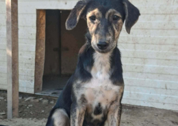 Pitsi Zorro Dogsavior Okt26 Beitragsbild