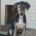Pitsi Zorro Dogsavior Okt26 Beitragsbild