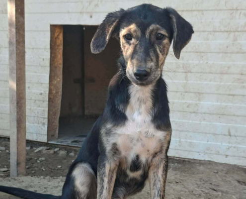 Pitsi Zorro Dogsavior Okt26 Beitragsbild