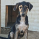 Pitsi Zorro Dogsavior Okt26 Beitragsbild