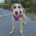 River Zorro Dogsavior Okt26 Beitragsbild