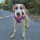 River Zorro Dogsavior Okt26 Beitragsbild