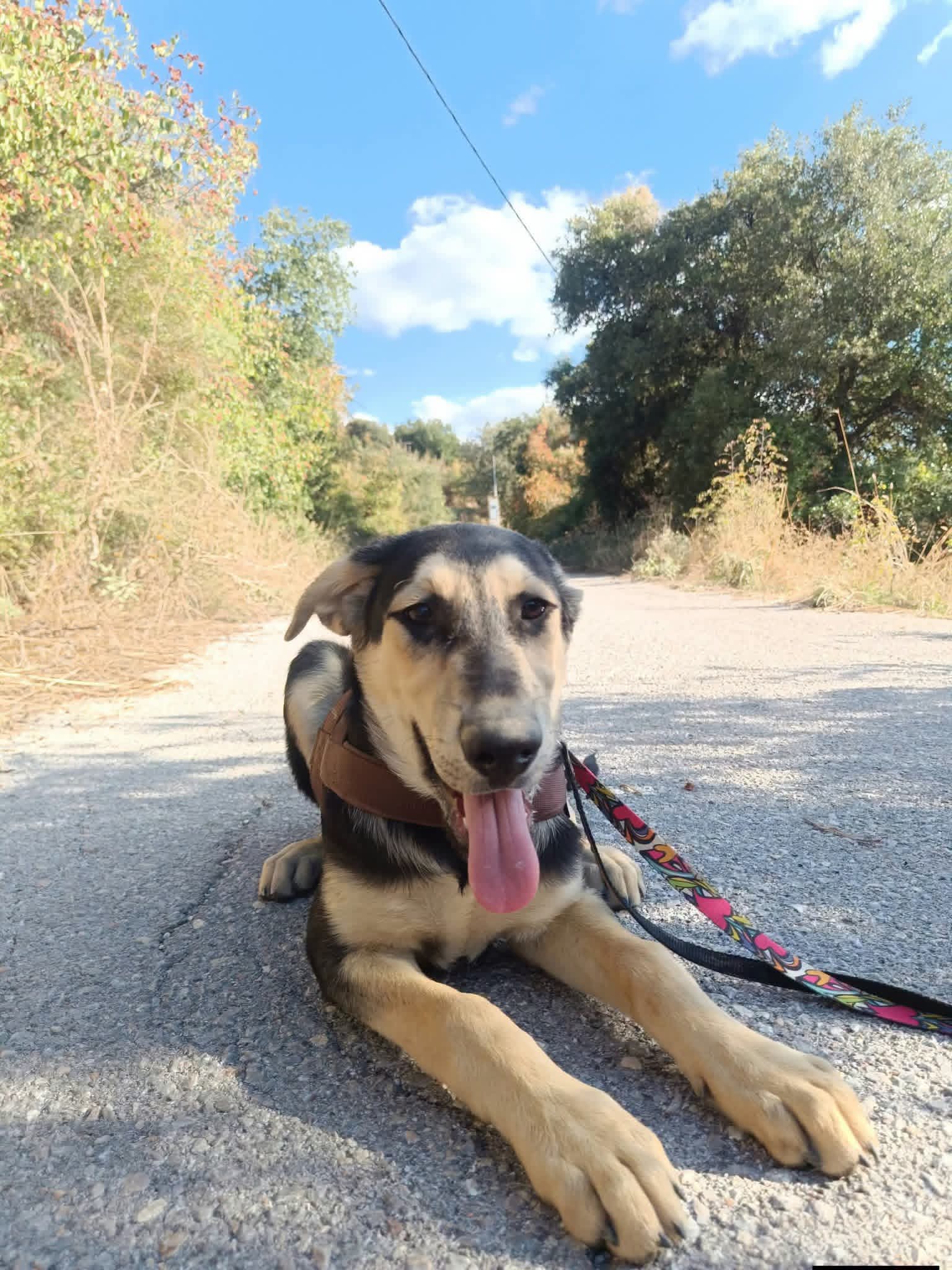 Romeo Zorro Dogsavior Okt26 1