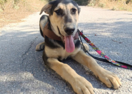 Romeo Zorro Dogsavior Okt26 Beitragsbild