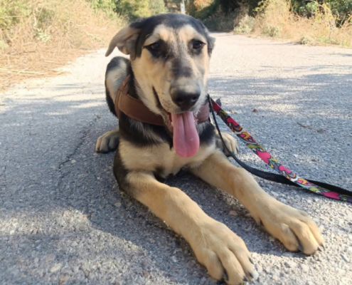 Romeo Zorro Dogsavior Okt26 Beitragsbild