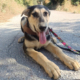 Romeo Zorro Dogsavior Okt26 Beitragsbild