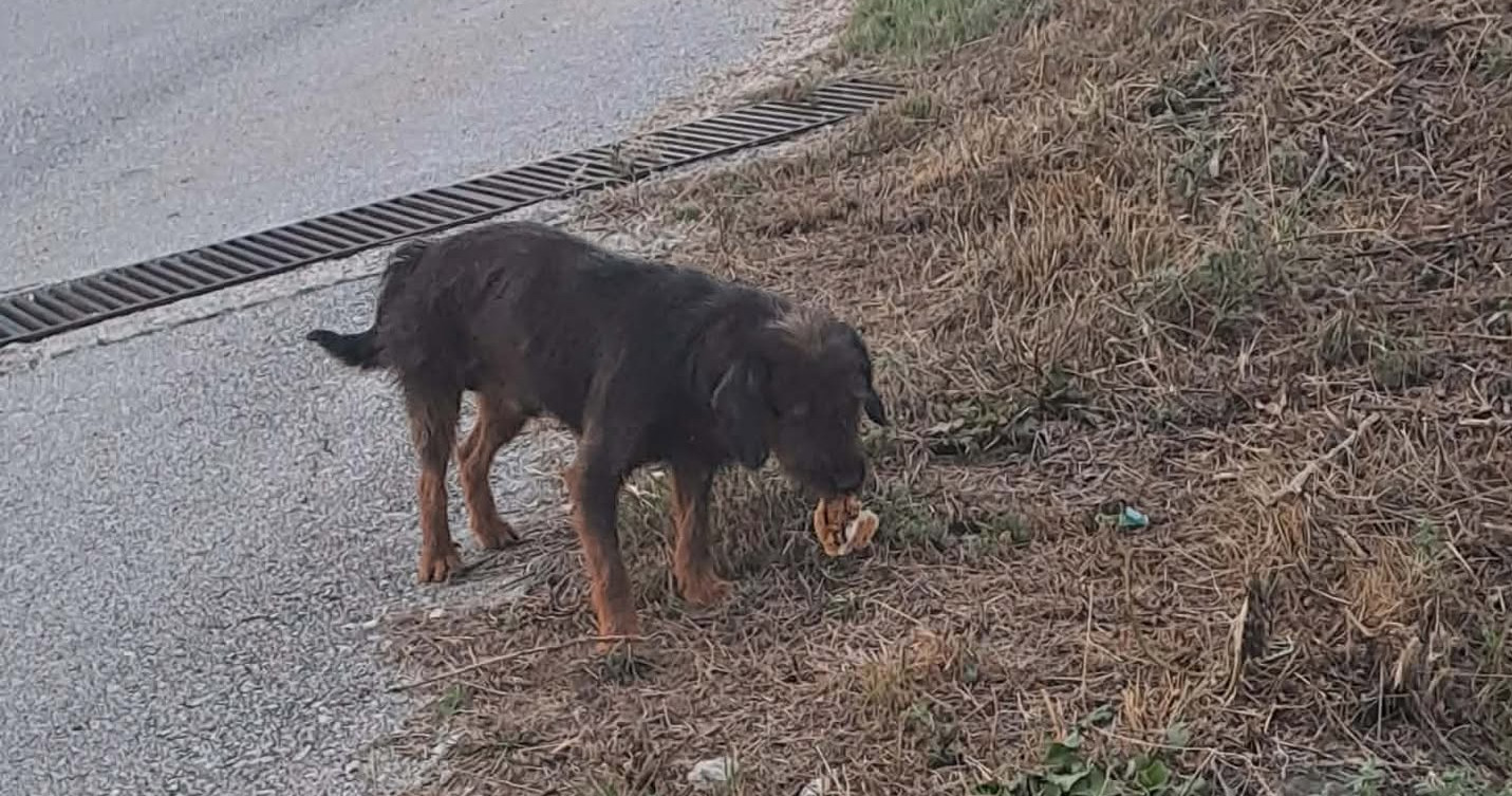 Vito Zorro Dogsavior Okt26 5