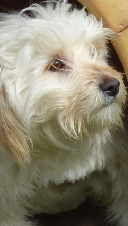 ‼️🆘‼️🆘‼️ SCHOCK - WIR ERFUHREN ERST HEUTE, DASS SIE UM IHR LEBEN KÄMPFT - SIE BRAUCHT UNS JETZT DRINGENDER DENN JE

Silky ist einer der wenigen Hunde, die wir auf einer Langzeitpflegestelle in Griechenland hatten. Leider erkrankte die Pflegestelle sehr ernsthaft und sie musste dort weg. Dann der Schock: sie ist in einem so schlechten Zustand, dass wir zutiefst betroffen sind. 
Nun kämpft die kleine Maus um ihr Leben. Ich erfuhr heute Mittag davon und auch dass sie in einer der schlechtesten Kliniken in ganz Thessaloniki gekommen war... Wenn ein Hund dort lebend rauskommt, hat er Glück... DAS kann doch nicht sein. So haben wir heute den Tag damit verbracht sie in eine andere Klinik bringen zu lassen. So einfach ist das aus Deutschland nicht. Aber um 17:30 Uhr durfte sie umziehen. Das ging alles so schnell. 
Außer dem Schock und den Sorgen um sie, kommt das Finanzielle hinzu. Die Klinik ist gut aber super teuer. Silky hat nur DIESES EINE, KLEINE WERTVOLLE LEBEN. Bitte unterstützt uns bei den Arztkosten. 
Die ersten Tagen werden um die 600 Euro kosten. Sie hängt am Tropf, Mikrobiologie wird erstellt, Aufenthalt, Diagnostik. Jeder Tag kostet um die 100 Euro. Bitte hilf Silky.
Deine Marina

❣Hier geht es zum Silky moneypool:
https://www.paypal.com/pools/c/9eYFbFB0lA

Unser Spendenkonto:
ZORRO DOGSAVIOR E. V.
Tierhilfe für den Norden Griechenlands
Sparkasse Hameln Weserbergland
IBAN: DE86 2545 0110 0031 0367 59
BIC: NOLADE21SWB
Paypal: info@zorro-dogsavior.de