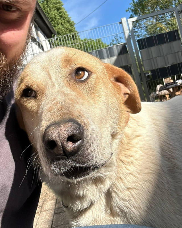 💛 Debby sucht ein Zuhause – Für immer! 💛

Debby ist eine liebe, umgängliche Hündin – verträglich mit allem und jedem, menschenbezogen und voller Herz. Sie wünscht sich nichts sehnlicher, als endlich anzukommen.

Natürlich braucht sie noch etwas Erziehung – vor allem beim Leinentraining und beim Thema Nähe & Distanz. Debby möchte am liebsten immer bei ihren Menschen sein – aus Angst, wieder verlassen zu werden.

Gesucht wird eine liebevolle, geduldige Familie, die ihr zeigt, dass sie sicher und geliebt ist.

🐾 Debby wartet auf dem Zorro-Hof in Aerzen auf ihr Glück!
📍 Mehr Infos & Kontakt: www.zorro-dogsavior.de