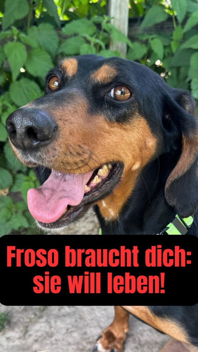 ‼️ Froso braucht dich ‼️
Denn sie will so sehr leben! ❤️‍🩹 Es werden Spenden/Patenschaften dringend benötigt 🙏

Froso wurde in Xanthi gefunden, abgemagert und krank. Außerdem war offensichtlich, dass sie kürzlich Welpen bekommen haben musste - von denen keine Spur war. 💔

Froso ließ sich aufpäppeln und stecke schnell alle mit ihrer unbändigen Lebensfreude an: sie rannte, spielte, kuschelte, genoss alles, was der Tag ihr bot. Es sah alles super für sie aus! 🤩

Doch eines Morgens fand man sie einfach so querschnittsgelähmt auf. Niemand wusste, was los war und so wurde beschlossen, dass sie zu uns nach Deutschland auf den Zorro Hof musste, damit man ihr richtig helfen kann. 😥

Frosos Lebensfreude hat das nicht gemindert! 💪🏻 Sie ist so ein glücklicher Hund, der so viel Liebe möchte und gibt, sich mit allen versteht, sich über alles unglaublich freut, was man ihr ermöglicht! ❤️

Doch Froso ist einer der Schnittis, die etwas mehr Pech gehabt haben und nicht nur gelähmt, sondern chronisch krank sind. Sie hat immer wieder schlimme Blasenentzündungen, die sie mehrfach fast das Leben gekostet haben. 😞

Um sie ausreichend zu unterstützen, so gesund wie möglich zu bleiben, kriegt sie Antibiotika, Nahrungsergänzungen und wird sehr häufig ärztlich untersucht. Den Pflegeaufwand leisten wir von Herzen gerne, ihre Lebensfreude ist eine riesige Motivation. ❤️

Doch es ist vor allem auch teuer. Froso hat so viel einfach weggesteckt, lässt sich nie unterkriegen. Doch ohne das nötige Geld ist ihr starker Wille völlig egal, sie wird sterben. Und das darf nicht sein!

Doch weil auch unser guter Wille die Rechnungen nicht zahlt, sind wir auf deine Hilfe angewiesen. Bitte hilf uns, Frosos Teil der Tierarztkosten zu stemmen, indem du etwas für unseren Moneypool spendest (siehe unser Profil) oder noch besser: eine Patenschaft für sie übernimmst! ❤️🙏 

Du entscheidest stets selbst, wie viel oder „wenig“ du geben kannst und möchtest - jeder Euro zählt!

Alle Infos findest du auch auf unserer Homepage.

Danke dir,
dein Zorro Team! 🙏

#tierschutz #tierschutzverein #adoptdontshop #zorrodogsavior #tierliebe #tierschutzhund #Handicap #handicaphund