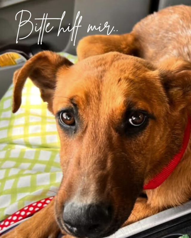 ‼️ Candy - sie braucht uns JETZT‼️

Alles wird benötigt: Spenden, Pflegestellen, Adoption, Teilen, .. bitte lies weiter und hilf, Candys Lage ist sehr ernst! 

Wer ist Candy?
Als Welpe „süß genug“, als ausgewachsener Hund nicht mehr spannend. Ihre Familie hatte sie auf die Straße geworfen und nicht zurückgeblickt. Als wäre sie ein altes Spielzeug. Meine Kollegin in Griechenland fand sie abgemagert, verwahrlost, körperlich und seelisch am Ende. Natürlich brachte sie Candy sofort zum Tierarzt. ❤️‍🩹

Du denkst vielleicht: „Oooh zum Glück, sie ist gerettet, toll!“ Doch ich muss dich enttäuschen..

Stell dir folgendes vor:
Du hältst diesen völlig erschöpften Hund im Arm. Große Augen blicken dich an. Der kleine, dürre Körper entspannt sich, sie fühlt sich sicher bei dir. Du streichelst sie, flüsterst ihr zu, dass alles gut wird. Und dann realisierst du, dass du sie angelogen hast. Du musst sie zurücklassen. Allein. Hungrig. Schutzlos. 

Nicht, weil du sie nicht willst. Nicht, weil dir ihre Rettung zu anstrengend wäre. Sondern weil es dir unmöglich gemacht wird.
Weil es keinen Platz gibt. Kein Geld für ihre Versorgung. Niemanden, der dir weiterhelfen kann. Es bricht dir das Herz. Und Candy kostet es wohl das Leben. 💔

Ich habe gestern davon erfahren. Und ich kann seitdem kaum atmen.

Aber von Betroffenheit allein lässt sich kein Futter kaufen, kein Platz schaffen, kein Leben retten. Candy sitzt allein auf der Straße - dass ich in meinen sicheren vier Wänden an sie denke, nützt ihr nichts. 

Deshalb bitte ich dich: 
Hilf uns, Candy eine Chance zu geben‼️

Ob mit einer Spende, einer Pflegestelle, einer Adoption oder einfach durch das Teilen ihres Schicksals – jede Hilfe zählt. Und ist bitter nötig. 

Lass uns gemeinsam verhindern, dass Candy wieder vergessen wird. Lass uns zeigen, dass sie zählt. Wir versuchen, eine Lösung zu finden. Bitte hilf uns dabei. 🙏

Alle Links findest du in unserem Profil, auf unserer Homepage, in unseren Stories. 

Danke, dass du mit fühlst. ❤️‍🩹
Marina