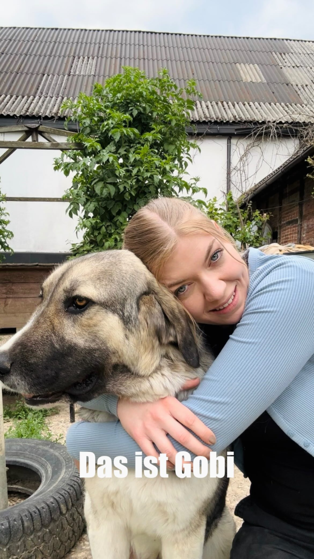 ✨ GOBI – SUPERSCHMUSI SUCHT SEINE MENSCHEN! 🐾❤️

Gobi ist ca. 1,5 Jahre alt, 60 cm groß und wiegt rund 30 kg – ein stattlicher Kerl mit einem ganz weichen Herz. 💛

Er ist absolut menschenbezogen, verschmust und liebt es, in deiner Nähe zu sein. Ob Kuschelzeit auf dem Sofa oder Spaziergang an der Leine – Gobi ist dabei! 🐶🦴

✔️ Stubenrein
✔️ Leinenführig
✔️ Hausleben kennt er
✔️ Liebt Menschen über alles

Gobi sucht eine liebevolle Familie, die ihm Sicherheit, Nähe und Abenteuer schenkt. Er ist bereit – für ein Für-Immer-Zuhause! 🏡✨

📍Gobi lebt aktuell auf dem Zorro-Hof in Aerzen und kann dort gerne kennengelernt werden!
📩 Schreib uns und lerne Gobi kennen!

#Hundevermittlung #AdoptDontShop #GobiSuchtZuhause #Tierschutz #Vermittlungshund #Superschmusi #Hundecontent #ZorroHof #TierschutzHund #Hundeliebe