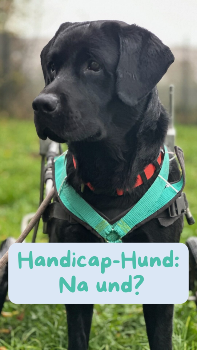 Handicap-Hund: Na und? ❤️‍🩹

Nach einem Unfall war alles anders: kein Zuhause mehr und nur noch sein halber Körper hörte auf ihn. Doch eins blieb gleich: seine Lebensfreude! 🤩

Graf genießt sein Leben und wir unterstützen ihn dabei. Es ist ihm egal, dass andere Hunde alle vier Läufe nutzen können. Er gewinnt das Rennen um seinen Lieblingsball trotzdem! 💪🏻 

Wir möchten darauf aufmerksam machen, dass ein Handicap nicht bedeutet, dass ein Tier keine Lebensqualität mehr hat. Sie haben all die Liebe und Unterstützung verdient, die wir ihnen als Menschen geben können! 

Und viele von ihnen sind zwar eingeschränkt, aber nicht chronisch krank oder Dauergäste beim Tierarzt. 

Folg uns und unterstütz uns, wenn du mehr über unsere Arbeit für und mit Handicap-Hunden erfahren möchtest! 🙏

dein Zorro Team
#tierschutz #tierschutzverein #adoptdontshop #handicap #handicaphund #handicapdog 

Hast du einen Handicap-Hund?