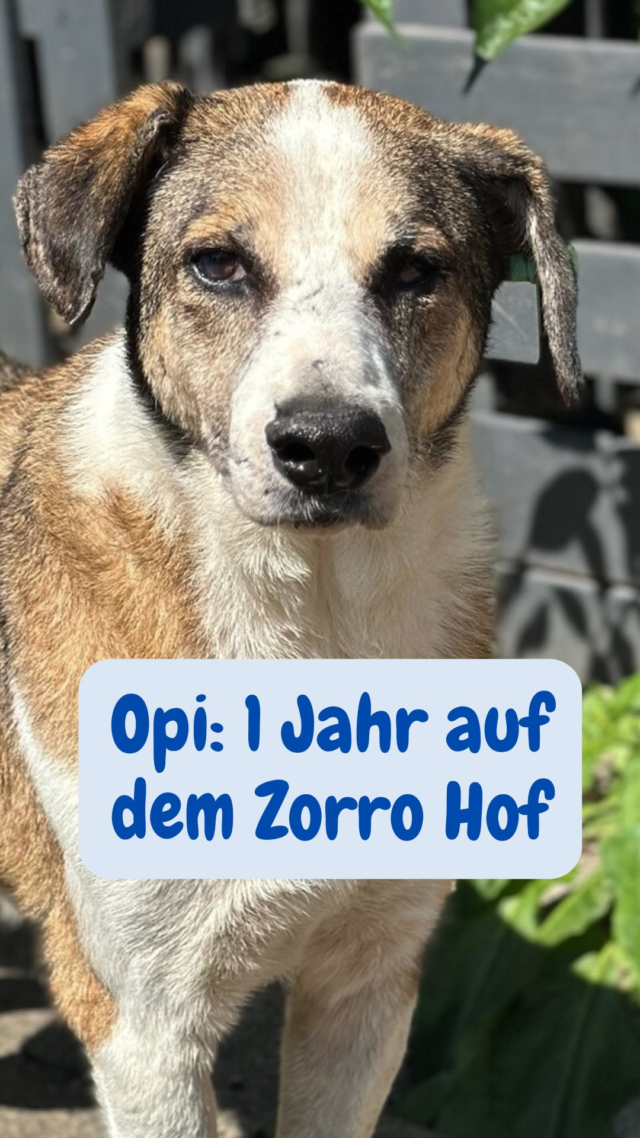 Deine Hilfe kommt an! 🙏 💪🏻

Zum Beispiel bei „Opi“ gerettet von der Müllhalde in Xanthi zog er 2024 auf den Zorro Hof. Wir erlebten ihn ängstlich, kraftlos, lethargisch. Wie man sich die letzten Wochen eines Tieres auf dem Gnadenhof vorstellt.

Und das ist Opi 2025!
Er kuschelt, er spielt, genießt das Leben, macht Quatsch! ❤️ 

Dank der finanziellen Hilfe unserer Unterstützer und all den lieben Menschen, die ihn auf dem Hof versorgen, genießt unser alter Herr seinen zweiten Frühling! ☺️

Wenn dir die Geschichte gefallen hat, folg uns, like das Reel, lass liebe Worte für Opi da!
Und falls du noch mehr tun möchtest: Opi braucht liebe Paten, damit es ihm weiterhin so gut gehen kann! ❤️

Alle Infos findest du auf unserem Profil 🙏
dein Zorro Team 

#tierschutz #tierschutzverein #adoptdontshop #zorrodogsavior #tierschutzhund #tierliebe #gemeinsamstark #hundeinnot